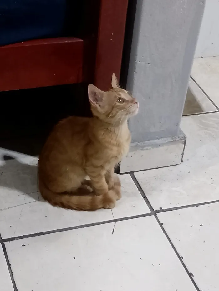 Gato raça SRD-ViraLata idade 2 a 6 meses nome Chico