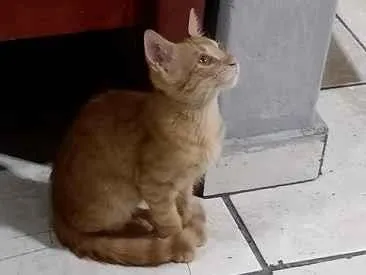 Gato raça SRD-ViraLata idade 2 a 6 meses nome Chico