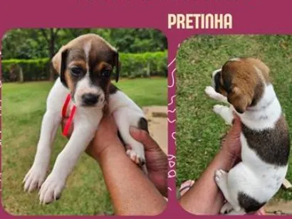 Cachorro raça SRD-ViraLata idade 2 a 6 meses nome Pretinha