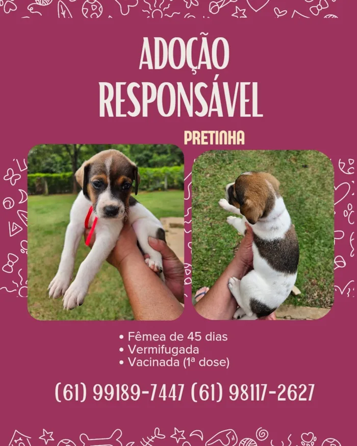 Cachorro raça SRD-ViraLata idade 2 a 6 meses nome Pretinha