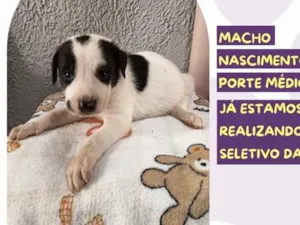 Cachorro raça SRD-ViraLata idade 2 a 6 meses nome Sansão