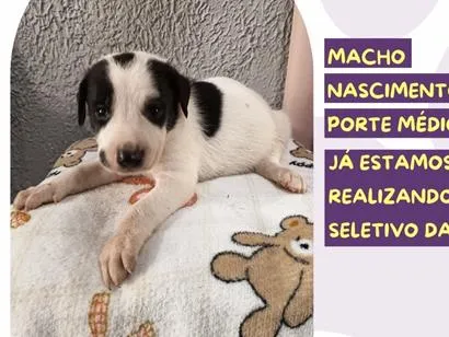 Cachorro raça SRD-ViraLata idade 2 a 6 meses nome Sansão
