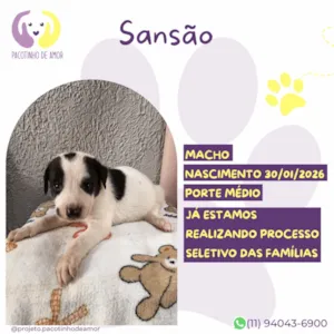 Cachorro raça SRD-ViraLata idade 2 a 6 meses nome Sansão