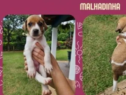 Cachorro raça SRD-ViraLata idade 2 a 6 meses nome Malhadinha