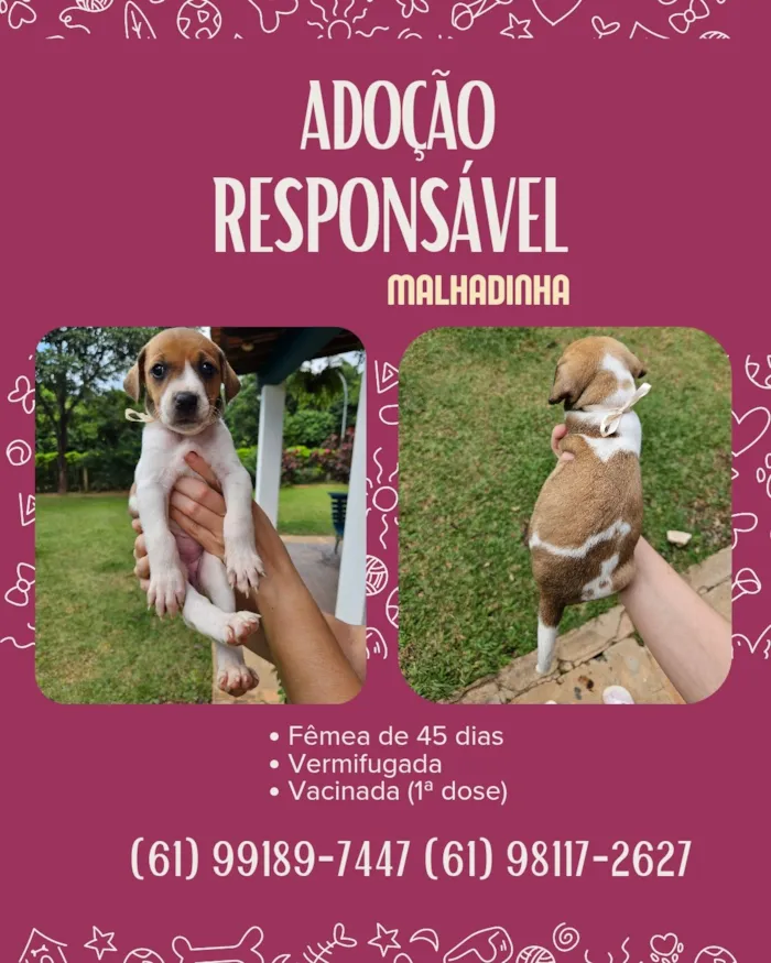 Cachorro raça SRD-ViraLata idade 2 a 6 meses nome Malhadinha