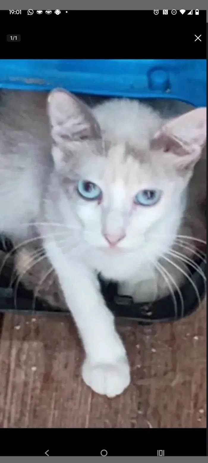 Gato raça SRD-ViraLata idade 2 a 6 meses nome Kim