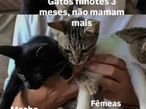 Gato raça SRD-ViraLata idade 2 a 6 meses nome jeripoca cinza, negão, shoope a branca com mancha cinza