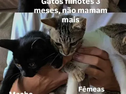 Gato raça SRD-ViraLata idade 2 a 6 meses nome jeripoca cinza, negão, shoope a branca com mancha cinza