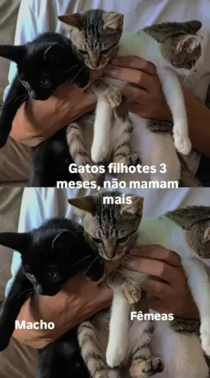 Gato raça SRD-ViraLata idade 2 a 6 meses nome jeripoca cinza, negão, shoope a branca com mancha cinza