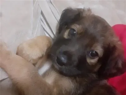 Cachorro raça SRD-ViraLata idade 2 a 6 meses nome Zezinho