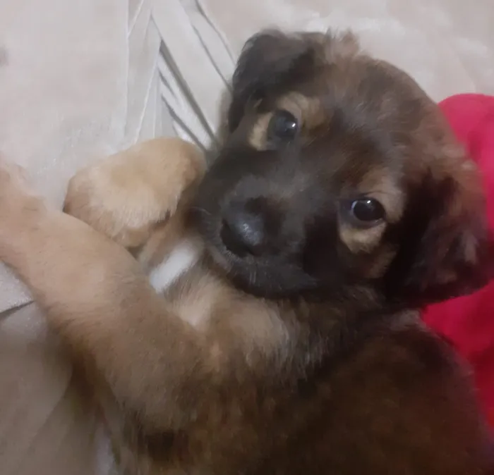 Cachorro raça SRD-ViraLata idade 2 a 6 meses nome Zezinho