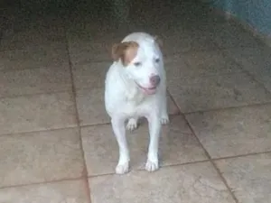 Cachorro raça Pit-Bull idade 5 anos nome branca