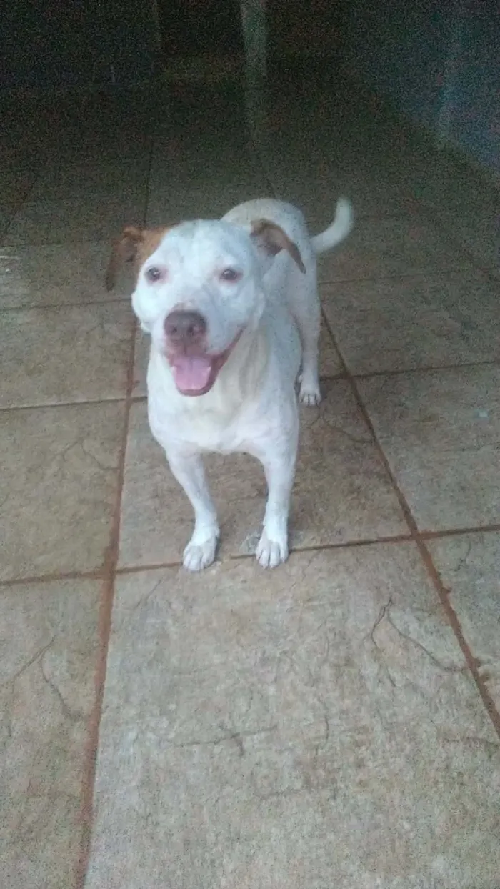 Cachorro raça Pit-Bull idade 5 anos nome branca