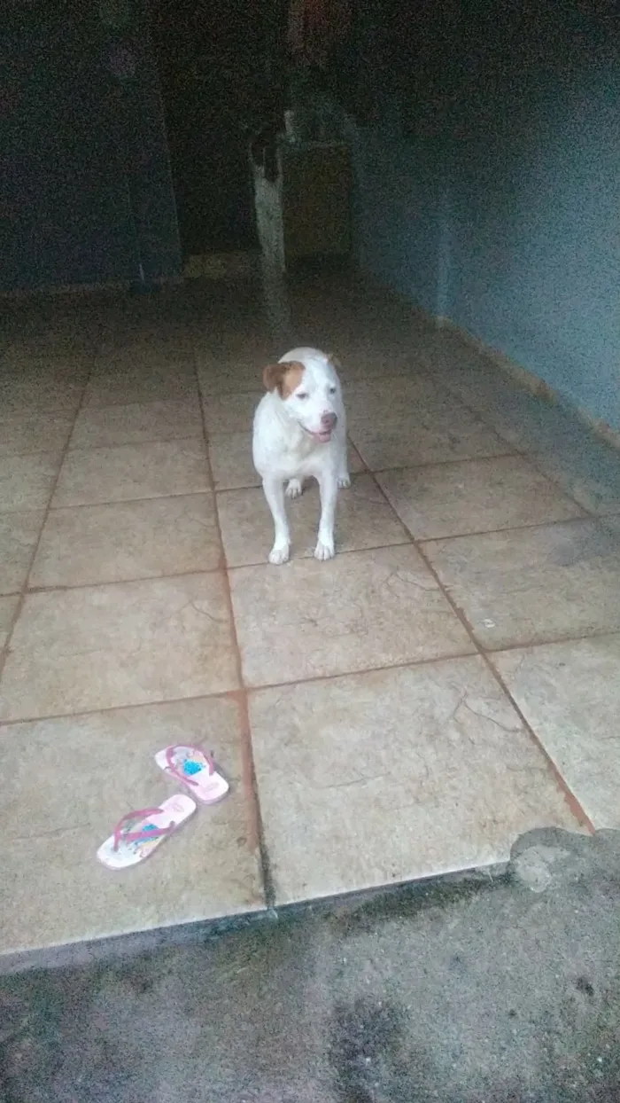 Cachorro raça Pit-Bull idade 5 anos nome branca