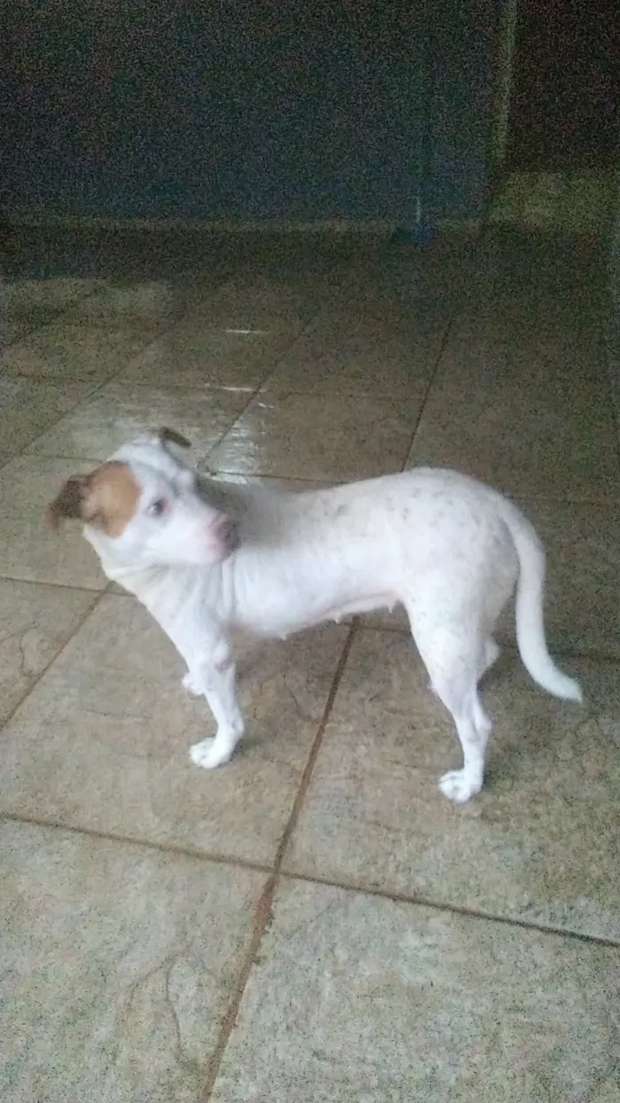 Cachorro raça Pit-Bull idade 5 anos nome branca