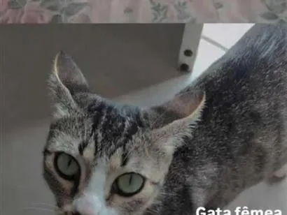 Gato raça SRD-ViraLata idade 2 a 6 meses nome wisca  cinza, mais branca mancha cinzas