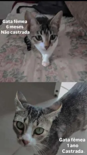 Gato raça SRD-ViraLata idade 2 a 6 meses nome wisca  cinza, mais branca mancha cinzas