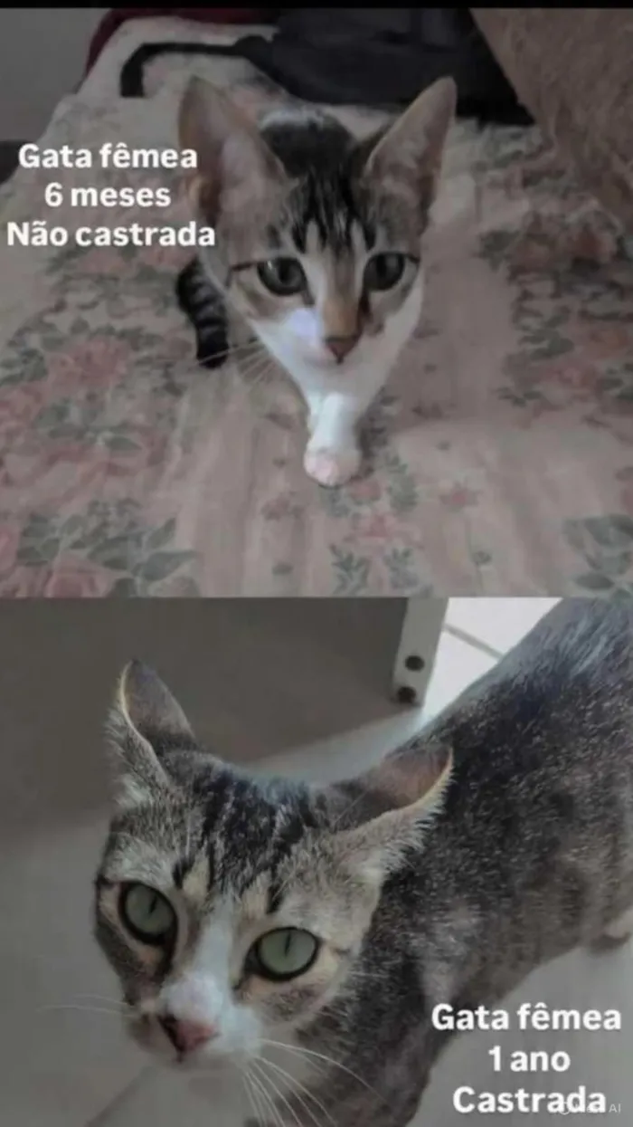 Gato raça SRD-ViraLata idade 2 a 6 meses nome wisca  cinza, mais branca mancha cinzas