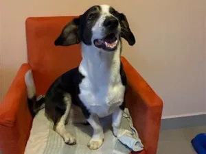 Cachorro raça SRD-ViraLata idade 2 a 6 meses nome Dog