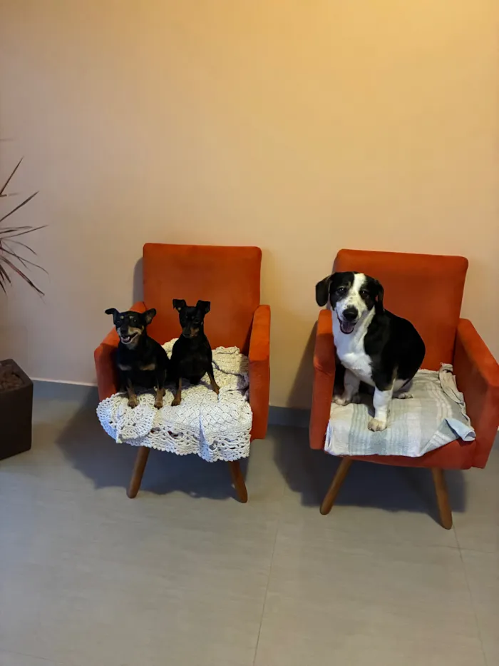 Cachorro raça SRD-ViraLata idade 2 a 6 meses nome Dog