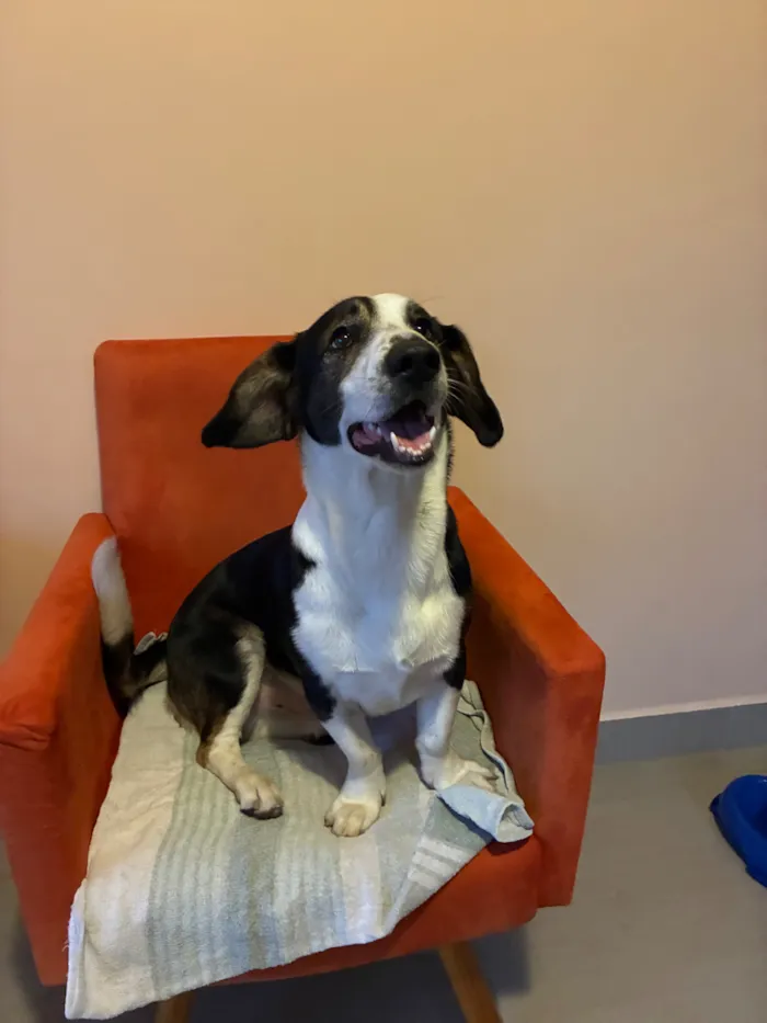 Cachorro raça SRD-ViraLata idade 2 a 6 meses nome Dog