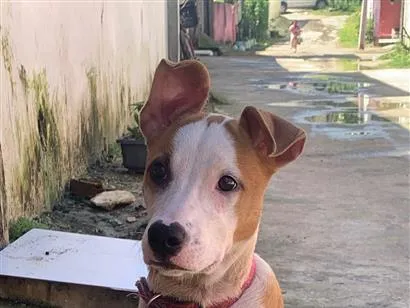Cachorro raça SRD-ViraLata idade 7 a 11 meses nome Penélope