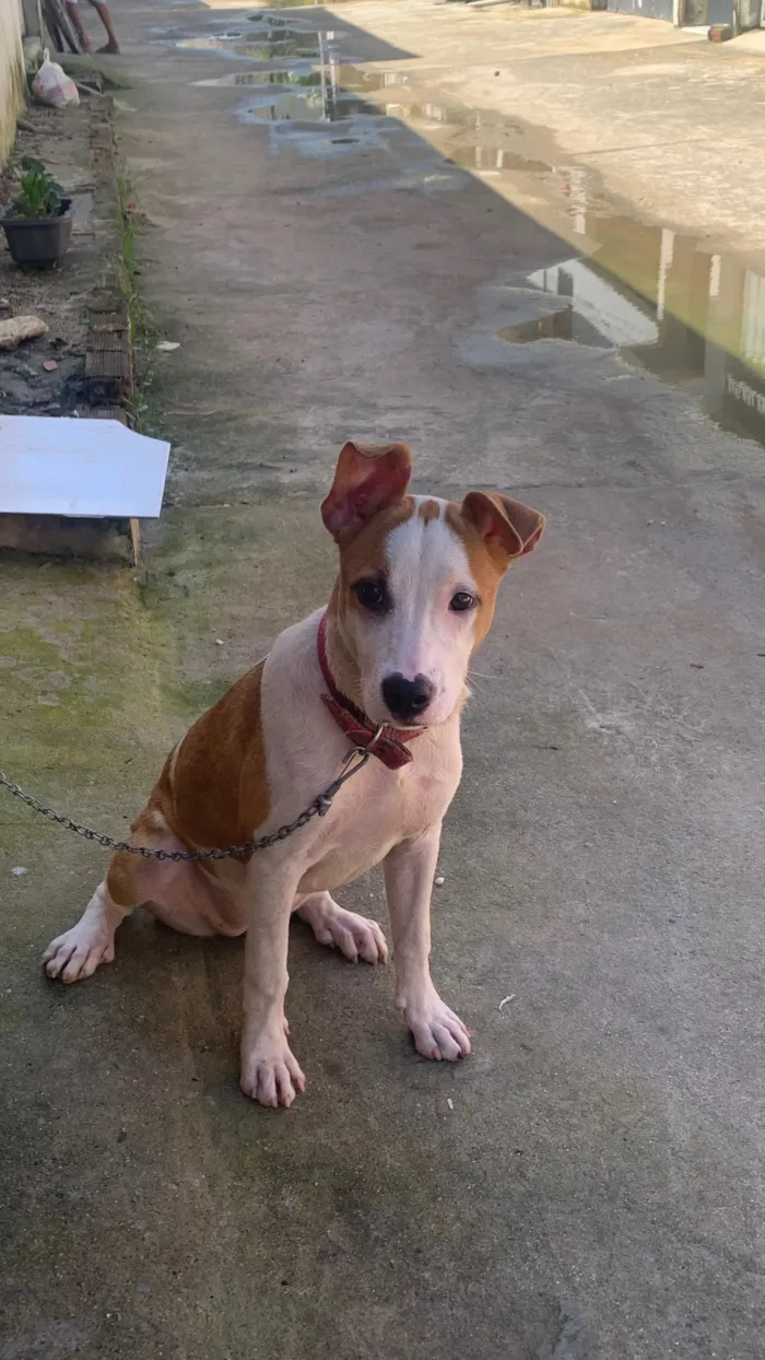 Cachorro raça SRD-ViraLata idade 7 a 11 meses nome Penélope