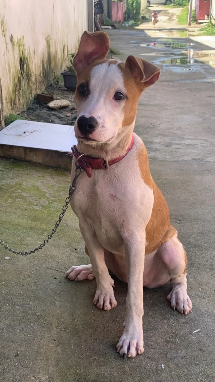 Cachorro raça SRD-ViraLata idade 7 a 11 meses nome Penélope