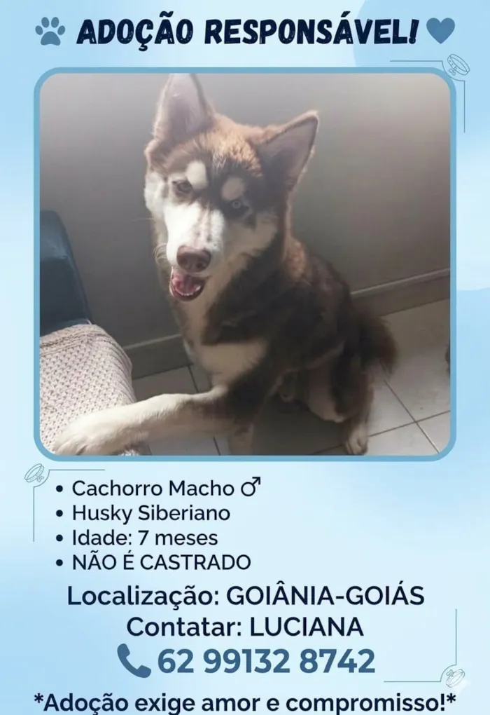 Cachorro raça Pastor Alemão idade 7 a 11 meses nome Chico 