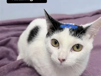 Gato raça SRD-ViraLata idade 2 a 6 meses nome LUCKY 