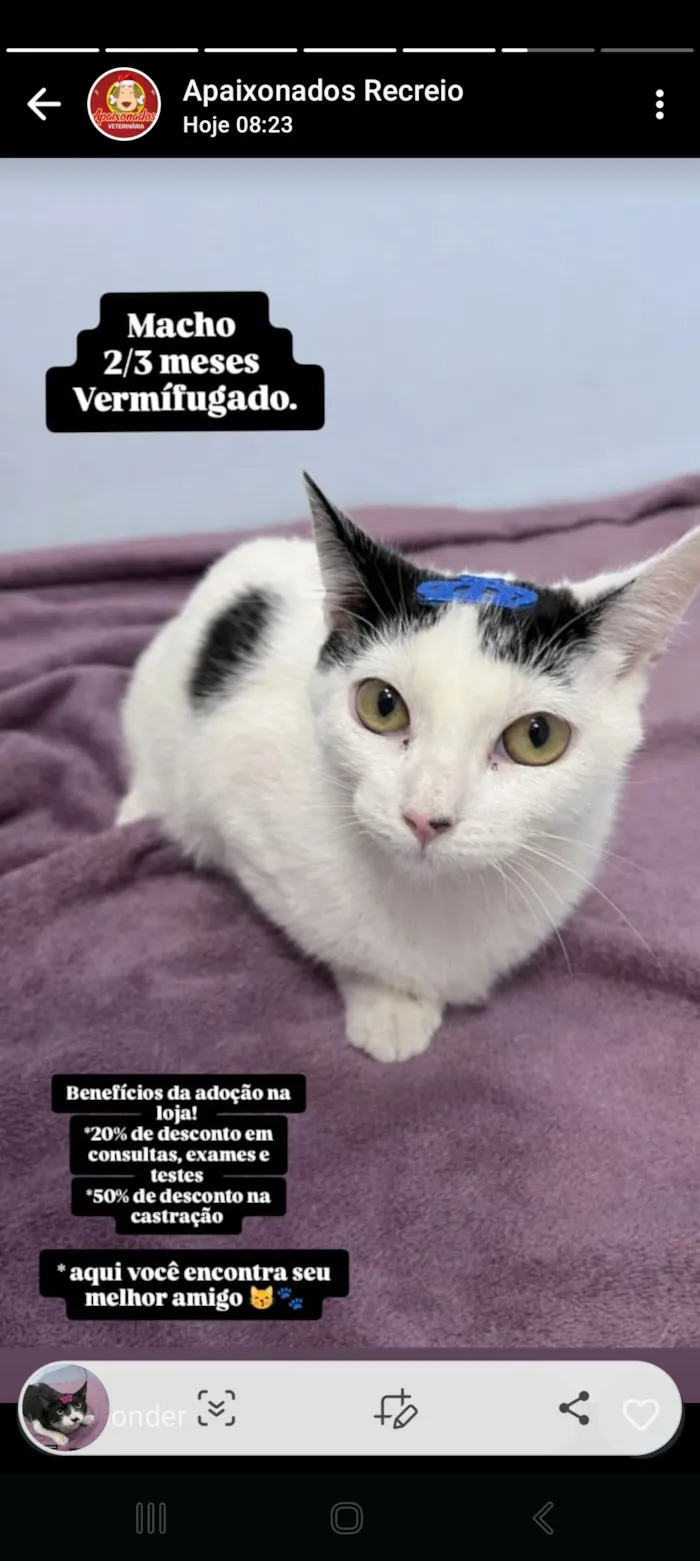 Gato raça SRD-ViraLata idade 2 a 6 meses nome LUCKY 