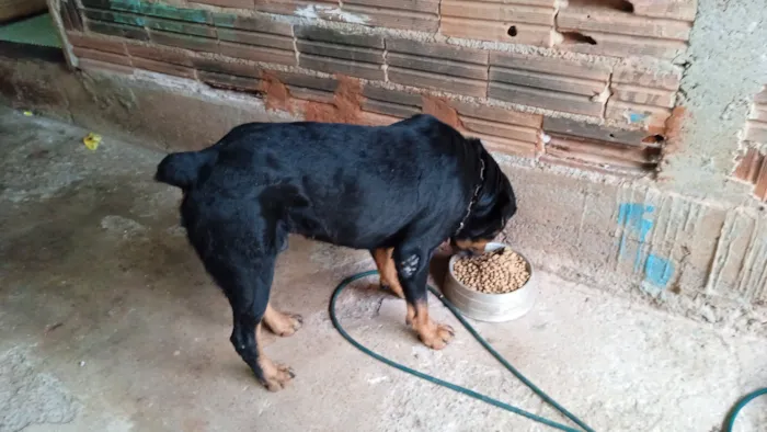 Cachorro raça Rottweiler idade 3 anos nome Thor 