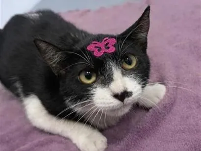 Gato raça SRD-ViraLata idade 2 a 6 meses nome MEG