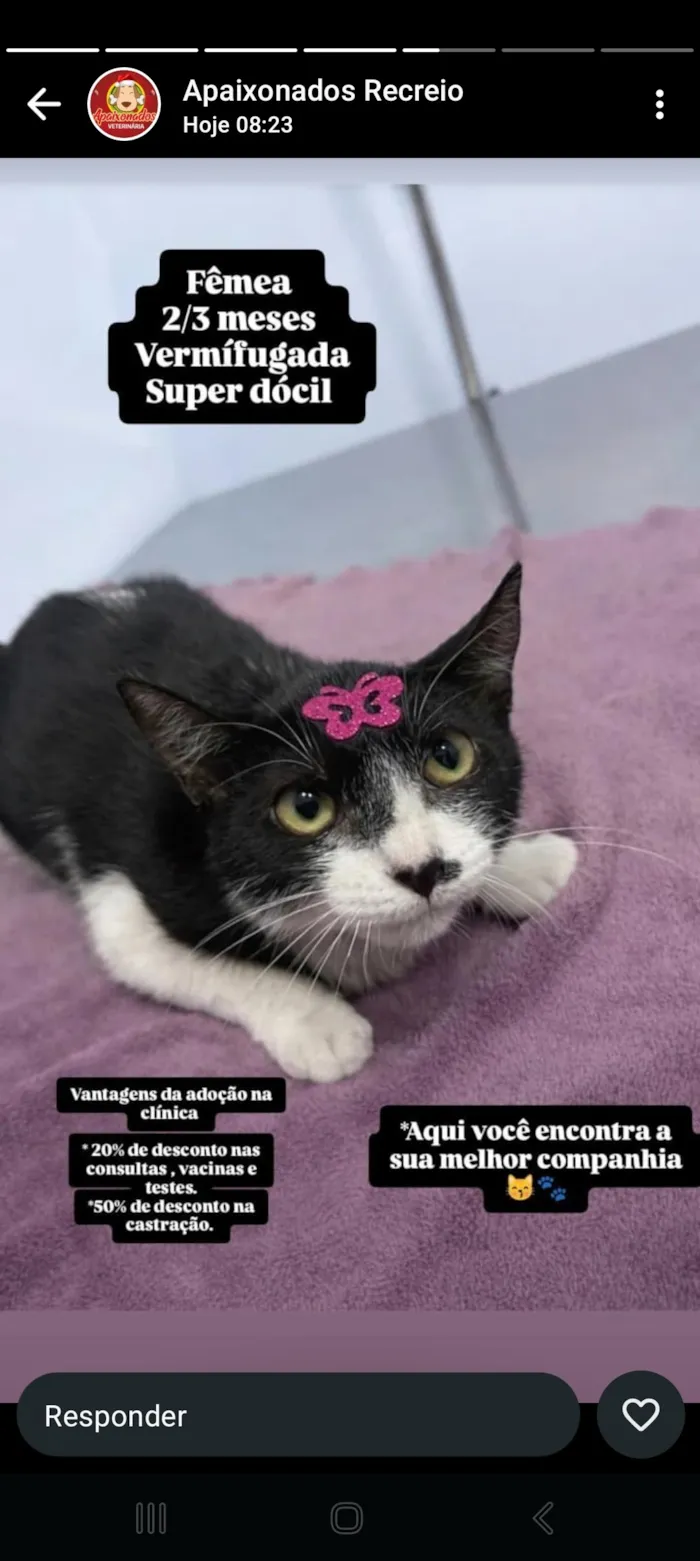 Gato raça SRD-ViraLata idade 2 a 6 meses nome MEG