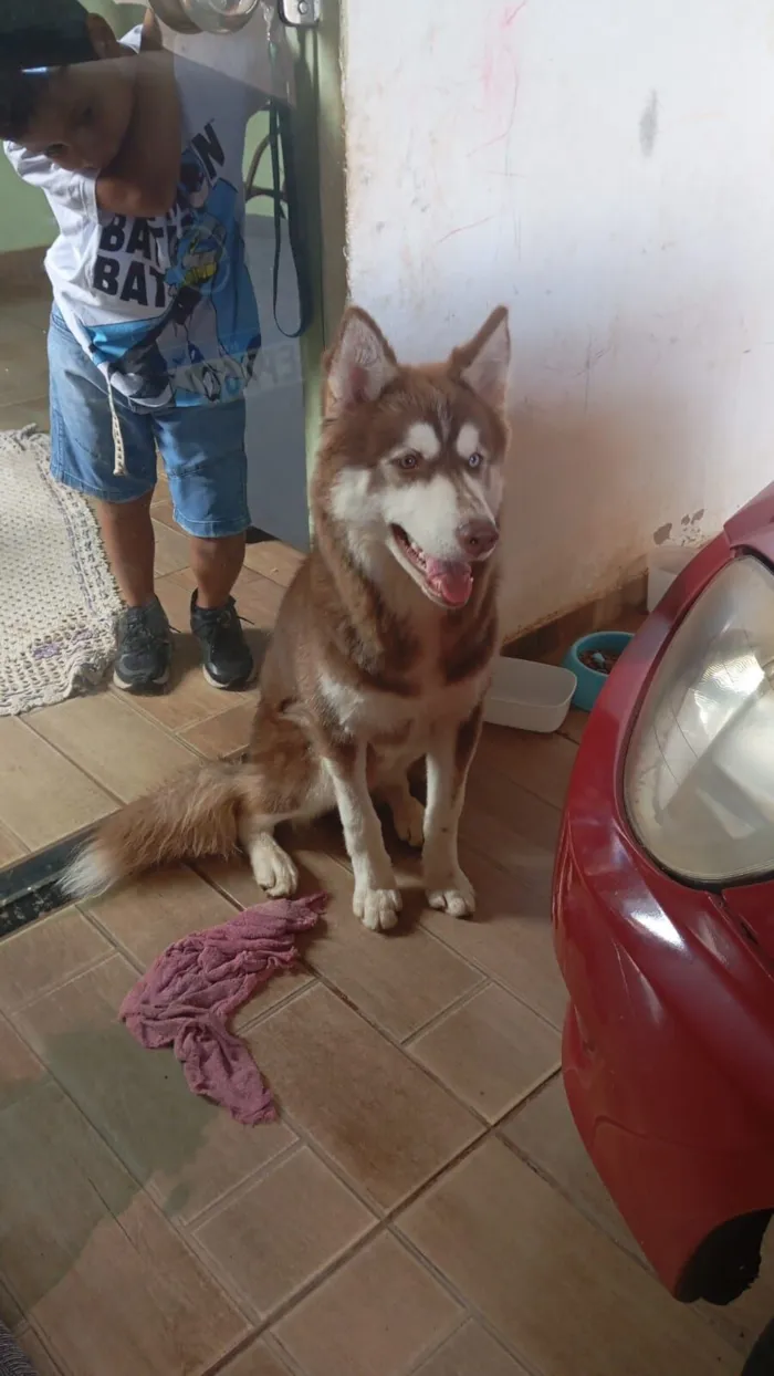 Cachorro raça Pastor Alemão idade 7 a 11 meses nome Chico 