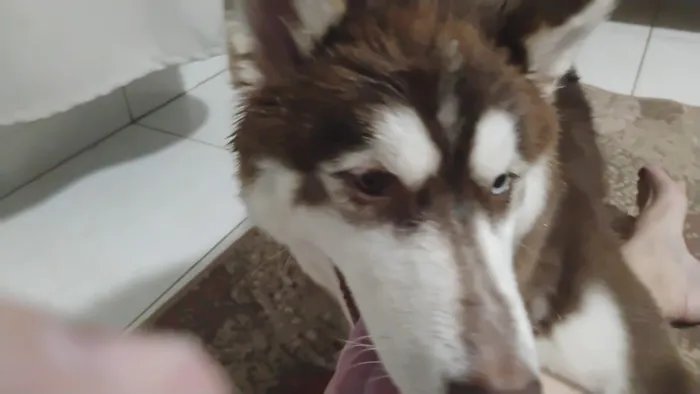 Cachorro raça Pastor Alemão idade 7 a 11 meses nome Chico 