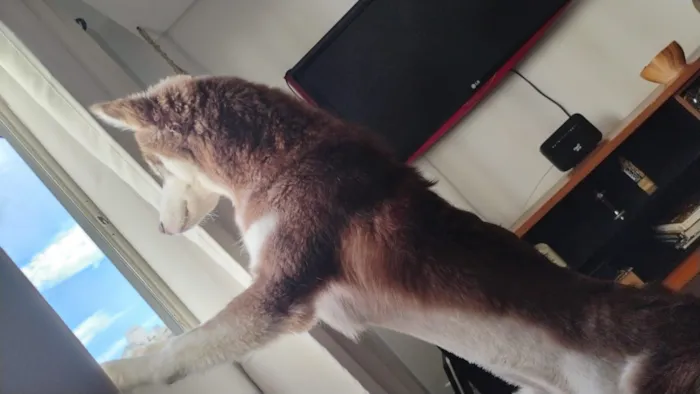 Cachorro raça Pastor Alemão idade 7 a 11 meses nome Chico 