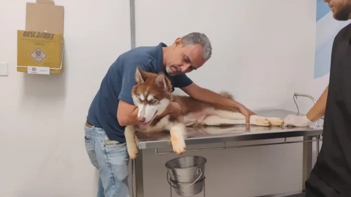 Cachorro raça Pastor Alemão idade 7 a 11 meses nome Chico 