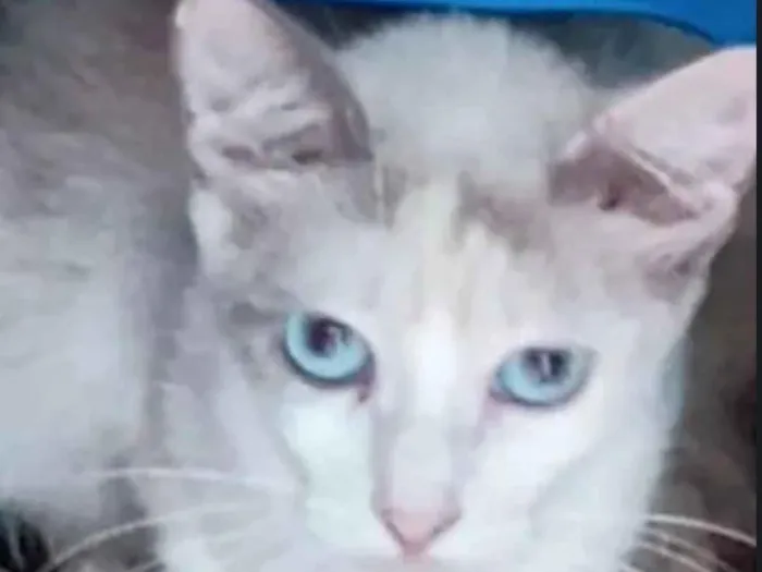 Gato raça SRD-ViraLata idade 2 a 6 meses nome Kim