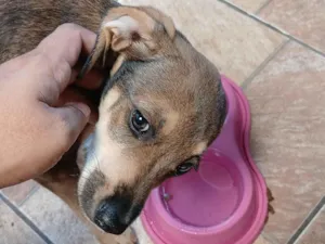 Cachorro raça SRD-ViraLata idade 2 a 6 meses nome paçoca