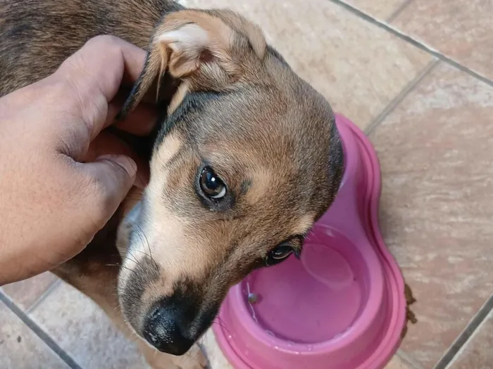 Cachorro raça SRD-ViraLata idade 2 a 6 meses nome paçoca