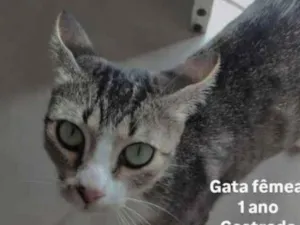 Gato raça SRD-ViraLata idade 2 a 6 meses nome wisca  cinza, mais branca mancha cinzas
