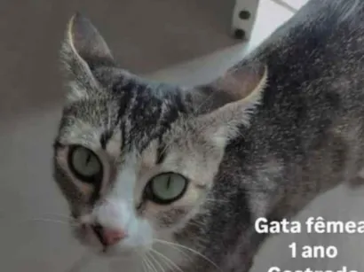 Gato raça SRD-ViraLata idade 2 a 6 meses nome wisca  cinza, mais branca mancha cinzas
