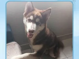 Cachorro raça Pastor Alemão idade 7 a 11 meses nome Chico 