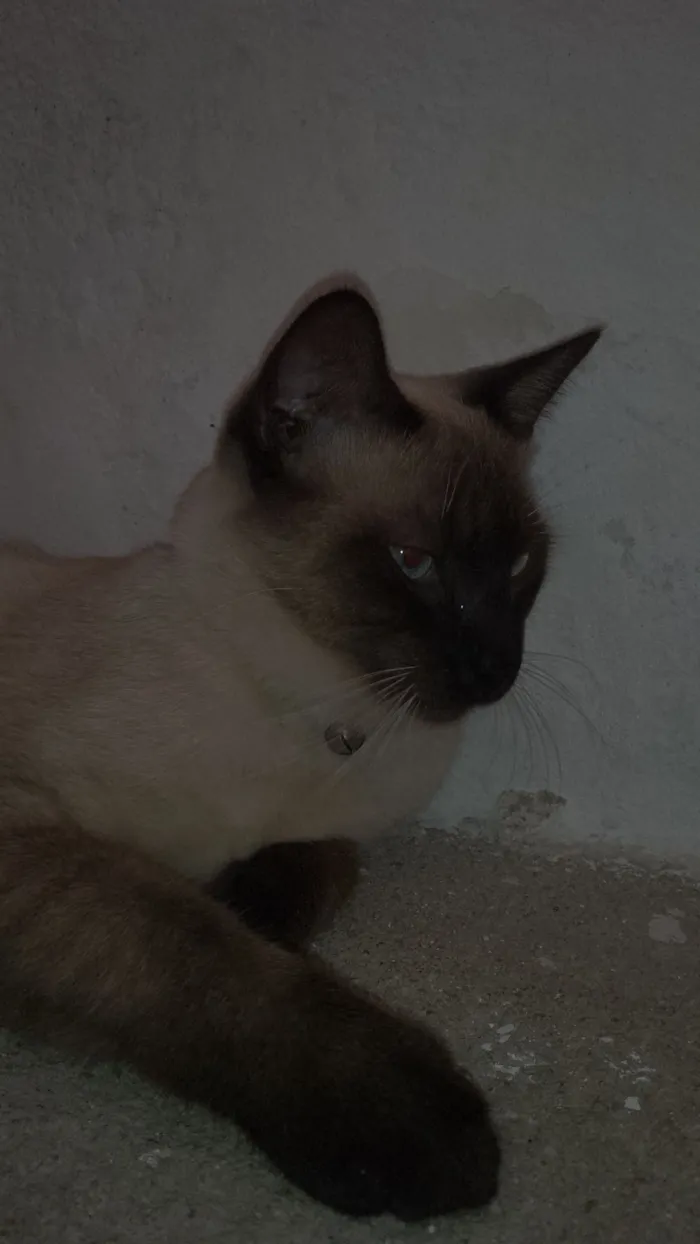 Gato raça Siamês idade 2 a 6 meses nome Luffy 