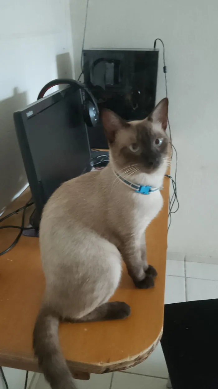 Gato raça Siamês idade 2 a 6 meses nome Luffy 