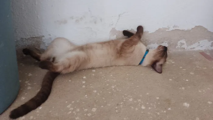 Gato raça Siamês idade 2 a 6 meses nome Luffy 