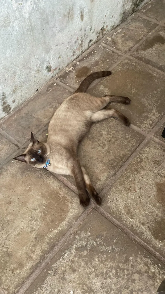 Gato raça Siamês idade 2 a 6 meses nome Luffy 