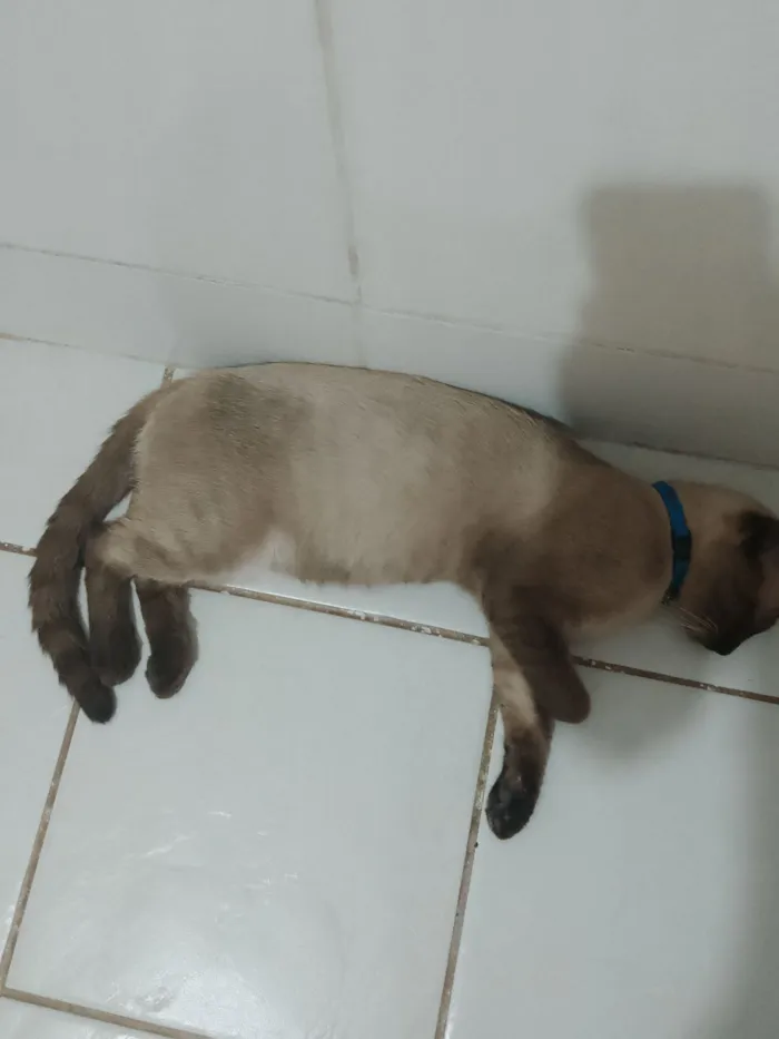 Gato raça Siamês idade 2 a 6 meses nome Luffy 