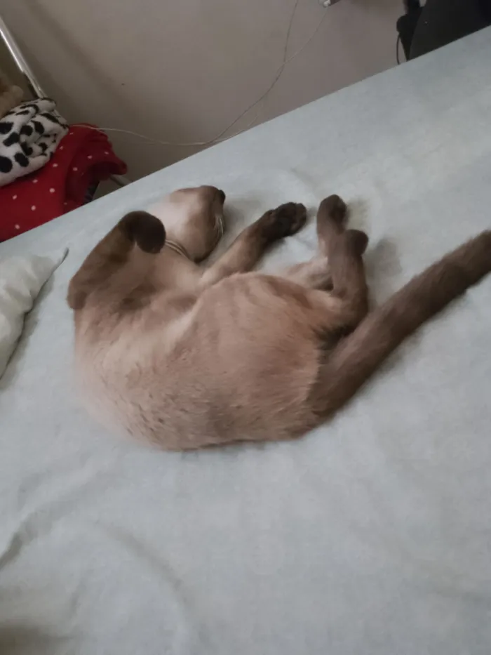 Gato raça Siamês idade 2 a 6 meses nome Luffy 